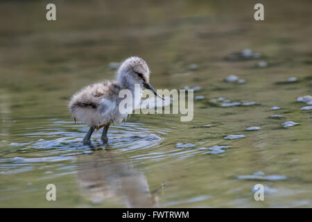 Pied Avocet Küken auf Nahrungssuche im schlammigen Wasser Stockfoto