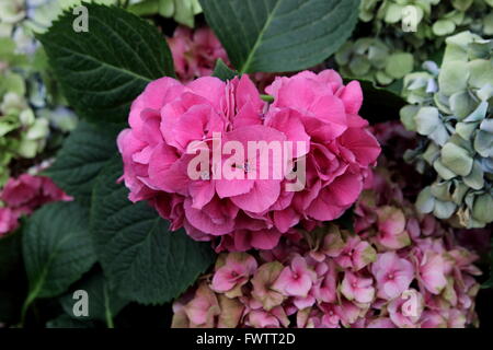 Schließen Sie sich auffallend Rosa Hortensie Blumen in voller Blüte Stockfoto