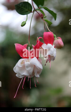 Nahaufnahme von weißen und roten Fuchsia in voller Blüte Stockfoto