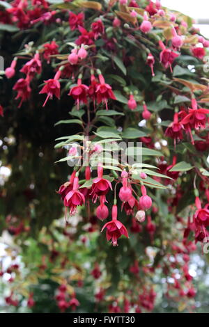 Rot und Fuchsia in voller Blüte hängend nach unten hängenden Korb Stockfoto