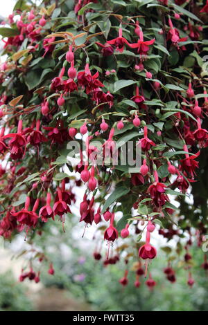 Rot Fuchsia in voller Blüte hängend nach unten hängenden Korb Stockfoto