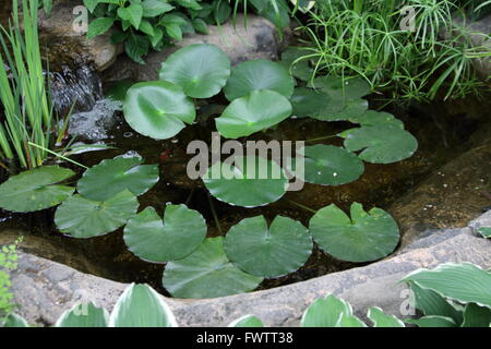 Künstlichen Teich mit Pflanzen wie schwebende Herzen oder bekannt als Nymphoides Peltata und Papyrus König Tut dekorative Grass Stockfoto