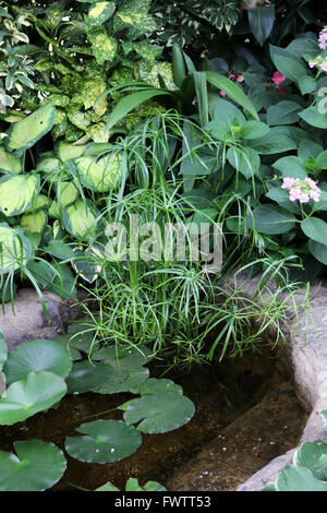 Künstlichen Teich mit Pflanzen wie schwebende Herzen oder bekannt als Nymphoides Peltata und Papyrus König Tut dekorative Grass Stockfoto