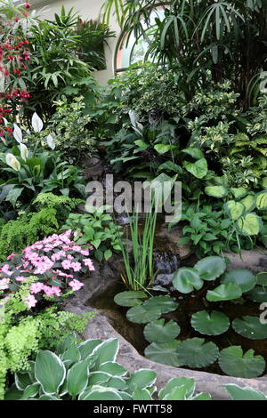 Künstlichen Teich mit Pflanzen wie schwebende Herzen oder bekannt als Nymphoides peltata Stockfoto