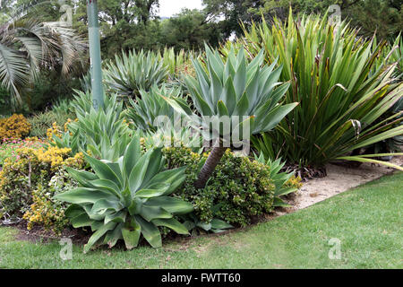 Große Agave Attenuata Nova oder bekannt als blaue Form Agave Stockfoto