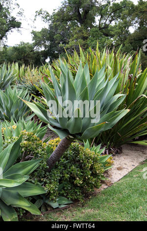 Große Agave Attenuata Nova oder bekannt als blaue Form Agave Stockfoto