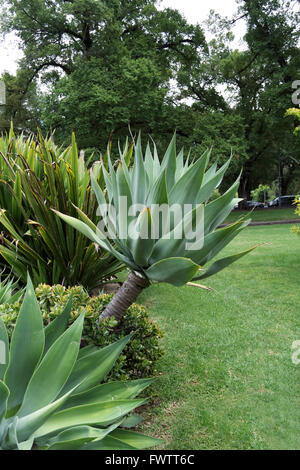 Große Agave Attenuata Nova oder bekannt als blaue Form Agave Stockfoto