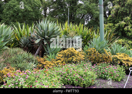 Gruppe von Wüstenpflanzen wie Agave, ALoe Vera, Native Gymea Lily und Jade-Anlage bei Fitzroy Garden Melbourne Victoria Australia Stockfoto