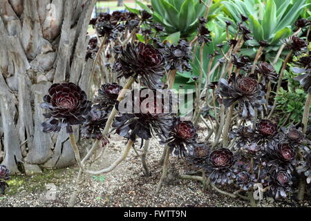 Baum Aeonium Sukkulente Aeonium Arboreum Atropurpureum genannt Stockfoto