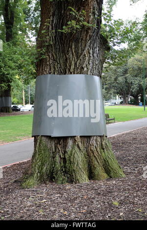 Ulmus Procera oder bekannt als englische Ulmen Bäume in Fitzroy Gardens verpackt in Kunststoff Barriere um Opossums zu verhindern Stockfoto