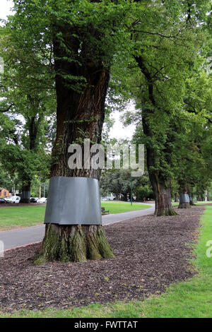 Ulmus Procera oder bekannt als englische Ulmen Bäume in Fitzroy Gardens verpackt in Kunststoff Barriere um Opossums zu verhindern Stockfoto