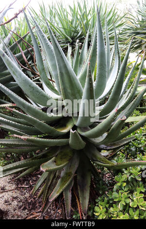 Aloe Ferox oder bekannt als Cape Aloe, Bitter Aloe, Aloe rot und tippen Sie auf Aloe Stockfoto