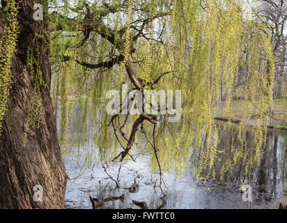 Weinende Weide (Salix Babylonica) am Rande des Pools im Central Park, New York, im Frühjahr. Stockfoto
