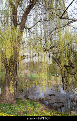 Weinende Weide (Salix Babylonica) am Rande des Pools im Central Park, New York, im Frühjahr. Stockfoto