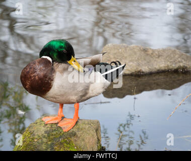 Männliche Stockente (Anas Platyrhynchos) thront auf einem Felsen in einem Teich mit Kopf über Rücken Stockfoto