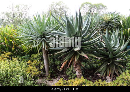 Aloe Ferox oder bekannt als Cape Aloe, Bitter Aloe, Aloe rot und tippen Sie auf Aloe Stockfoto