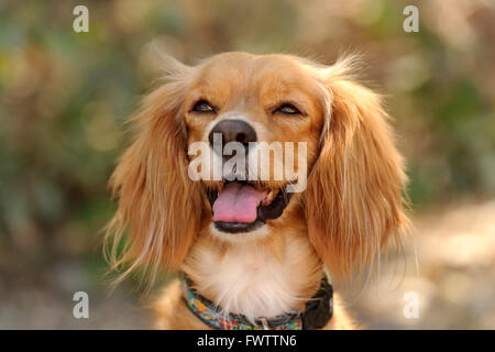 Glücklicher Hund ist eine schöne goldene braune Cocker Spaniel mit großen flauschigen Ohren und ein Lächeln auf seinem Gesicht. Stockfoto