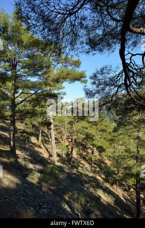 Paphos Wald, Stavros Tis Psokas, Zypern kalabrische Kiefer Stockfoto