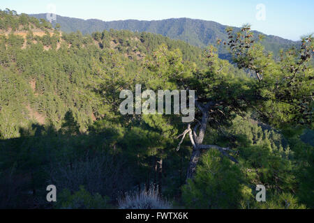 Paphos Wald, Stavros Tis Psokas, Zypern kalabrische Kiefer Stockfoto