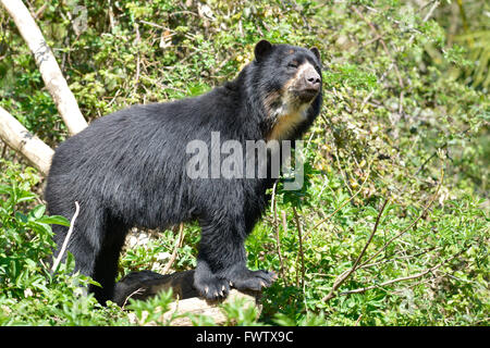 Anden-Bär (Tremarctos Ornatus) unter Pflanzen, auch bekannt als der Brillenbär Stockfoto