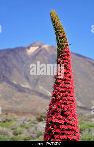 Turm der Juwelen Blume auf Teneriffa Stockfoto