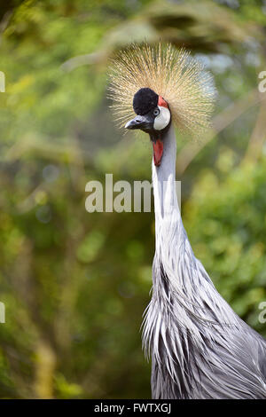 Nahaufnahme des schwarzen gekrönter Kran (Balearica Pavonina) Stockfoto