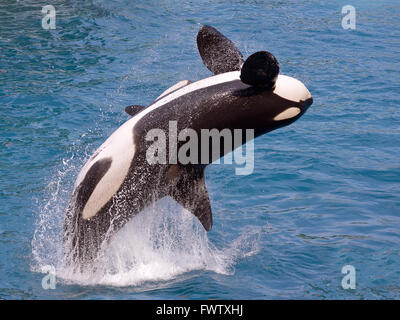 Schwertwal (Orcinus Orca) springen aus dem Wasser Stockfoto