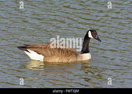 Lebendige Federn und schöne Reflexion als der kanadische Gans schwimmt solo mit einem Blick auf die camara Stockfoto