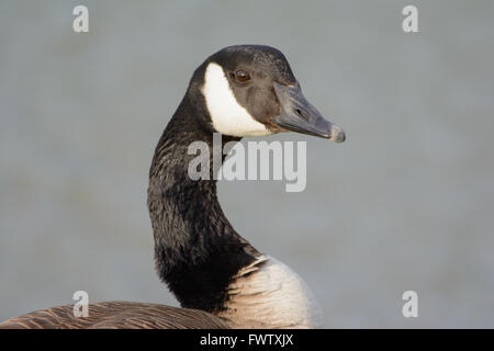 Kanadische Gans Portrait mit lebhaften Augen Seite Profil Schultern auf grauem Hintergrund Stockfoto