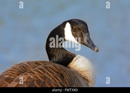 Kanadische Gans mit Blick auf Kamera mit unscharfen Blauwasser-Hintergrund Stockfoto