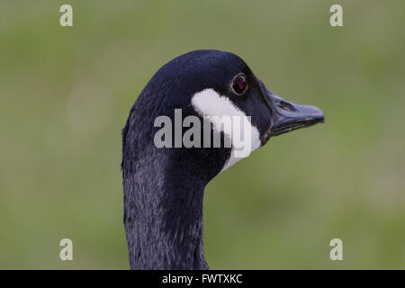 Kanadische Gans auf der Suche nach rechts und auf der Rückseite des Rahmens, selektiven Fokus Vordergrund, Hintergrund grass Stockfoto