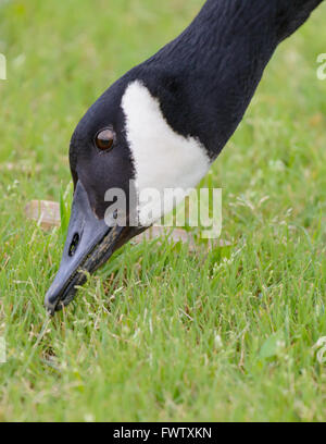 Kanadische Gans Essen Rasen mit Kopf nach unten grün Hintergrund Stockfoto