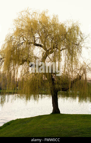 Babylon-Weide, Salix Babylonica, vertikale Portrait voller Blätter im zeitigen Frühjahr an einem See bei Sonnenuntergang. Stockfoto