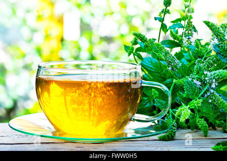 Glas Pfefferminztee mit Pfefferminze Pflanze auf den Tisch Stockfoto