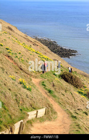 Wanderer auf dem Weg von Narzissen auf Filey Brigg, natürlichen Felsvorsprung, Filey, North Yorkshire, England, UK. Stockfoto