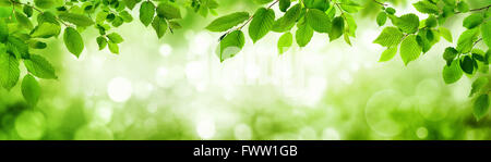Grüne Blätter und unscharfen Höhepunkte im Hintergrund bauen einen natürlichen Rahmen im Panoramaformat Stockfoto