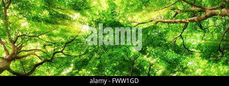 Sonnenstrahlen, die grünen Blätter der hohen Baumkronen in einen Buchenwald, Panoramaformat durchschimmern Stockfoto
