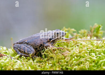 Frosch auf einem Moos Moor Stockfoto