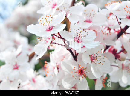 Weißen Blüten der Plume Baum Stockfoto