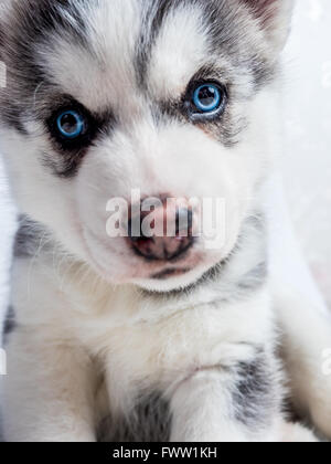 Süße Siberian Husky Welpen mit blauen Augen Stockfoto