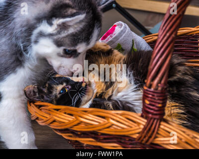 Süße Siberian Husky Welpen kuscheln süße Kätzchen im Korb Stockfoto