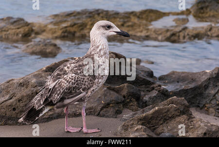 Möwe am felsigen Strand Stockfoto