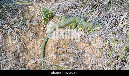Western Green Lizard, europäische grüne Eidechse (Lacerta Bilineata, Lacerta Viridis, Serres, Aude, südlich von Frankreich, Frankreich. Stockfoto