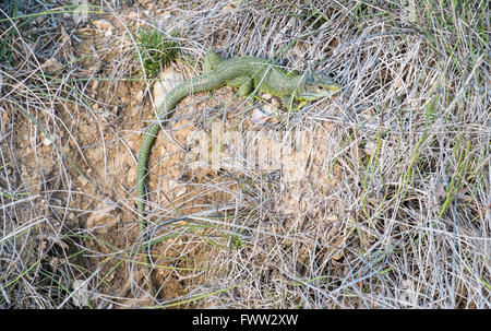 Western Green Lizard, europäische grüne Eidechse (Lacerta Bilineata, Lacerta Viridis, Serres, Aude, südlich von Frankreich, Frankreich. Stockfoto
