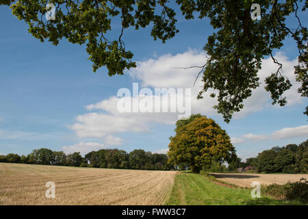 Bäume zu verfärben beginnen, Getreidestoppeln und verfolgen eine Rasen-Farm an einem schönen Herbsttag, Berkshire, September Stockfoto