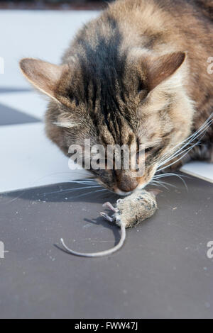 Eine stolze Katze zeigt seine tote Maus Stockfoto