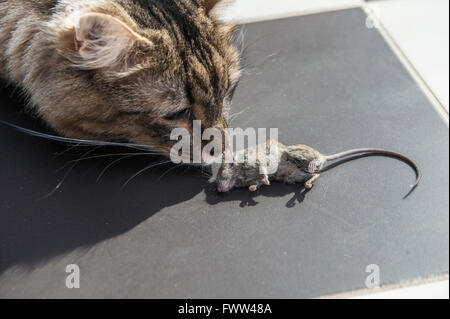 Eine stolze Katze zeigt seine tote Maus Stockfoto