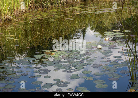 Reflexionen in einem Sumpf im Algonquin Park Stockfoto