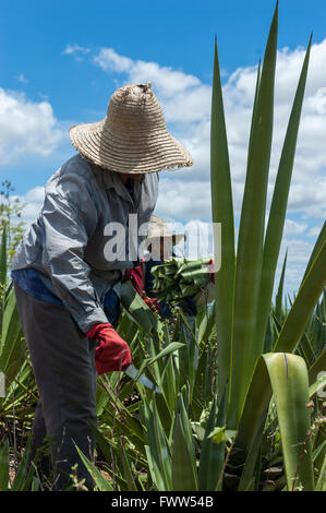 Landmänner, die im Sisalfeld arbeiten, Nova Fátima, Alagoas, Brasilien Stockfoto