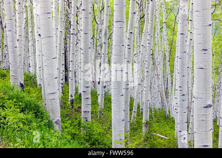 Espe Bäume im Frühling in der Nähe von Kebler Pass (9980'), West Elk Mountains, Ruby Range, Gunnison National Forest, Colorado, USA